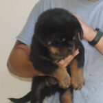 WhatsApp Image 2025-12-07 at 8.51.48 PM (1)